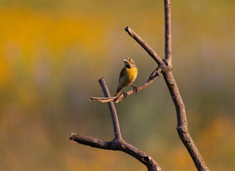 Obraz premium golden songbird on branch