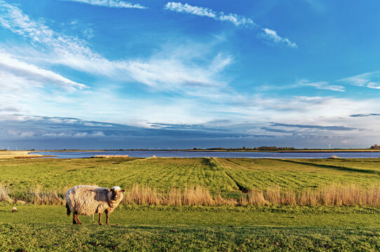 Side view of a lone sheep standing in a field by the River Ems, East Frisia, Lower Saxony, Germany