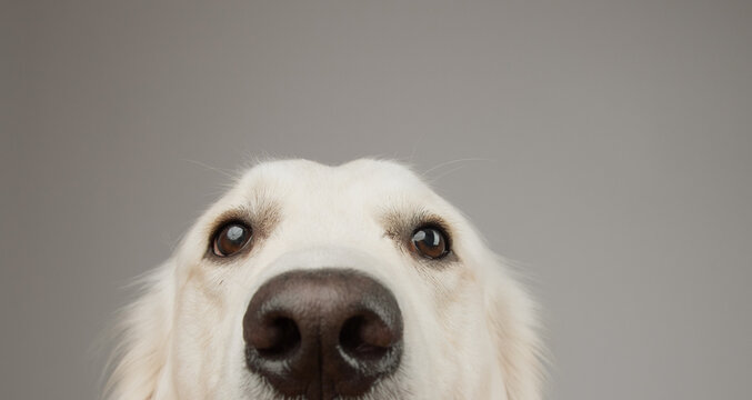 Close-up of the top of a white golden retriever's face in front of a grey background