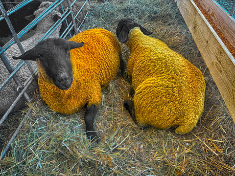 Close-up of two Suffolk sheep painted orange lying on straw in an animal pen