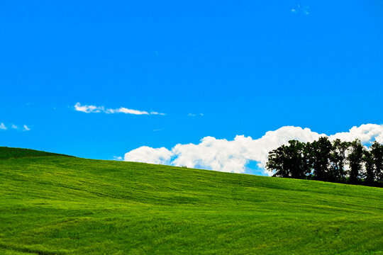 Trees growing in a green field in a rural landscape, Tortona Hills, Villaromagnano, Alessandria, Piedmont, Italy