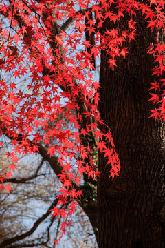 Close-up of autumnal red maple leaves on a tree, Red Leaves Valley, Licheng District, Jinan, Shandong province, China