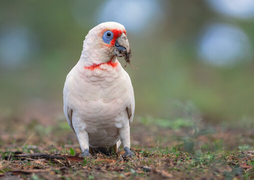 Close-up of a wild long-billed corella (Cacatua tenuirostris) feeding on grass roots and tubers in a woodland, Australia