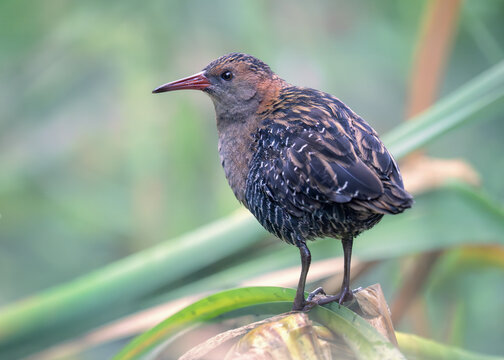 Close-up side view of a wild Lewin's rail (Lewinia pectoralis) standing on aquatic vegetation with reeds, rushes and sedges in the background, Australia