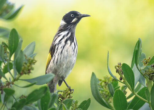 Close-up of a curious wild New Holland honeyeater (Phylidonyris novaehollandiae) perched on a hedge, Australia