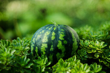 Fresh Watermelon on Green Grass in Summer Garden © Danylo Ponomarov