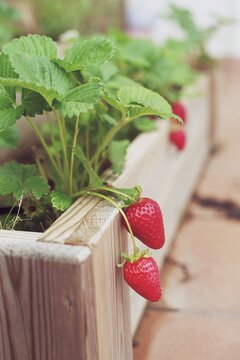 Close-up of ripe strawberries growing in a vegetable garden