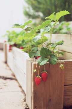 Close-up of ripe strawberries growing in a vegetable garden