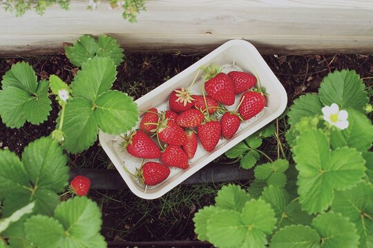 Close-up overhead view of a pot of Fresh strawberries in a vegetable garden next to strawberry plants