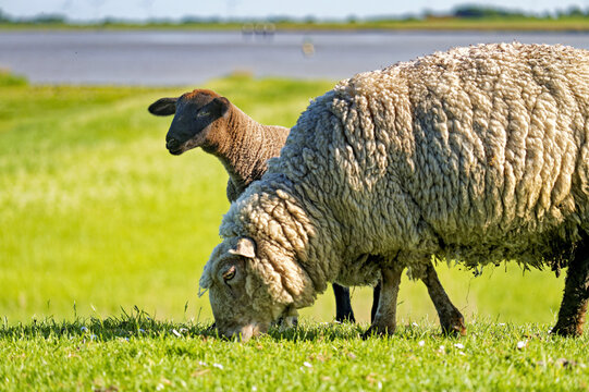 Close-up side view of a Ewe grazing in a field with her lamb, East Frisia, Lower Saxony, Germany