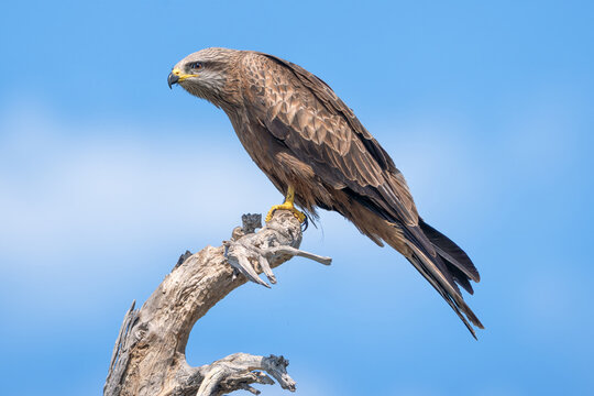 Close-up side view of a wild black kite (Milvus migrans) perched on a gnarled old branch with bright blue sky and cloud background, Australia