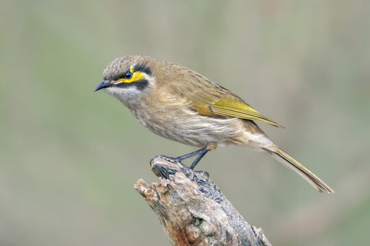 Close-up side view of a wild yellow-faced honeyeater (Lichenostomus chrysops) perched on a tree stump with blurred green background, Australia