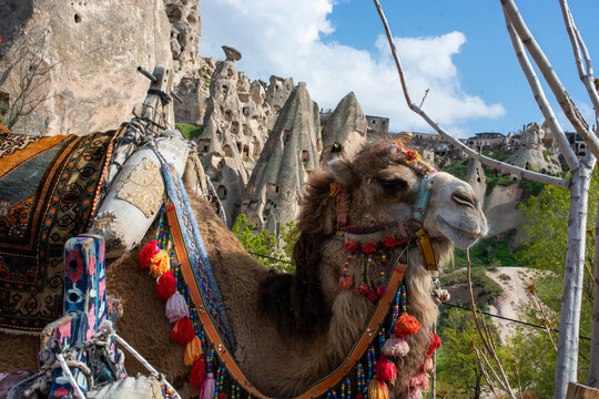 Close-up of a camel with a traditional colourful harness and saddle, Goreme, Cappadocia, Anatolia, Turkey