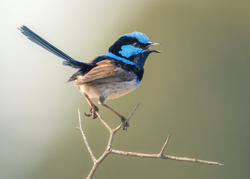 Close-up of a wild male superb fairywren (Malurus cyaneus) perched on a thorny branch singing, Australia