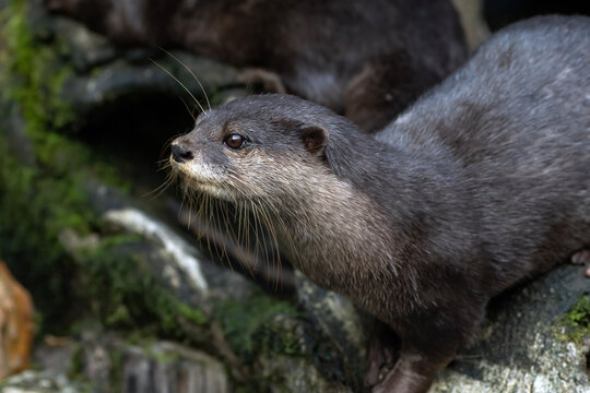 Close-up Side view of a river otter standing on a riverbank, Indonesia