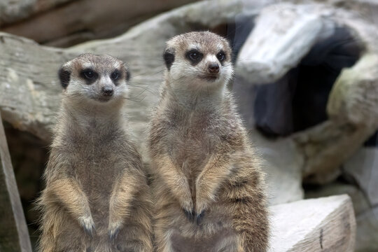Close-up of Two meerkats standing side by side in front of rocks