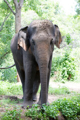 Fototapeta premium Portrait of a wild asian elephant photographed in the jungles of Sri Lanka.
