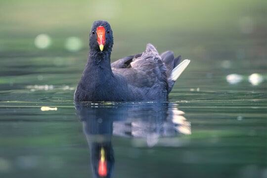 Close-up of a wild dusky moorhen (Gallinula tenebrosa) swimming on a calm freshwater lagoon, Victoria, Australia