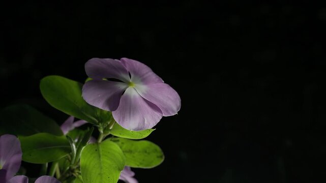 Tokyo, Japan - July 8, 2026: Closeup of a Catharanthus roseus or bright eyes