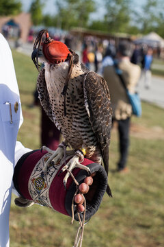 Close-up of a falcon sitting on a falconers hand during a show, Turkey