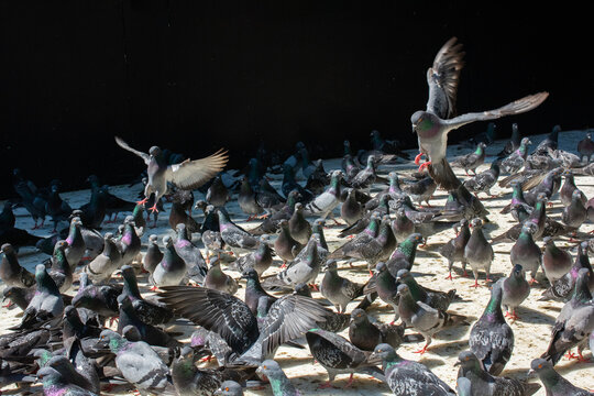 Close-up of a flock of pigeons in a city square, Turkey