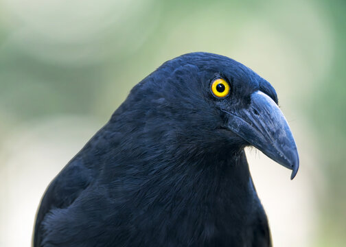 Close-up portrait of a wild pied currawong (Strepera graculina), Australia