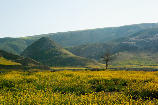 Alpine meadow with spring wildflowers, Aksaray, Anatolia, Turkey