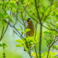 Fototapeta premium 新緑の枝にとまるウソ（メス）のクローズアップ 野生動物の生態