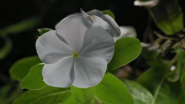 Tokyo, Japan - July 8, 2026: Closeup of a Catharanthus roseus or bright eyes