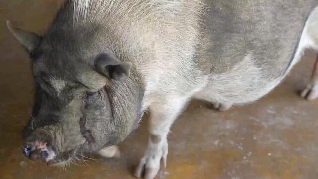 Mini pig pet in a rural natural environment.