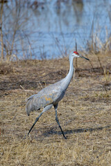 Fototapeta premium grey sandhill crane Antigone canadensis