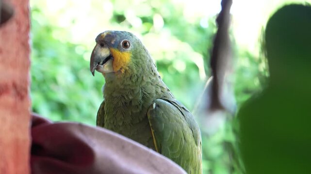 Green parrot ped in Green Colombian Nature Wildlife Bird Portrait
