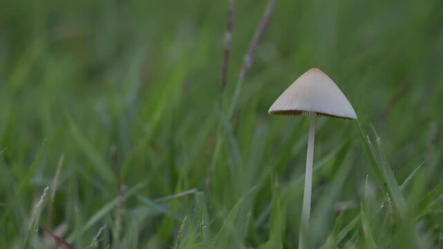Tokyo, Japan - July 7, 2026: Closeup of white dunce cap or Conocybe albipes
