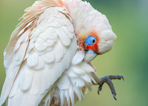 Close-up of a long-billed corella (Cacatua tenuirostris) standing on one leg preening its feathers, Australia