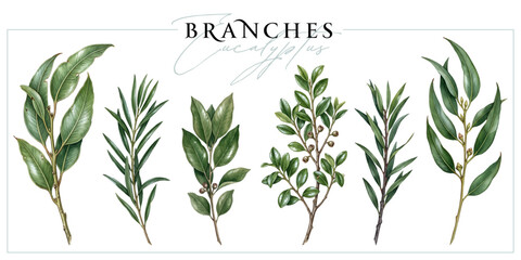 Fototapeta premium Eucalyptus branches isolated on a white background. Vintage painting style illustration.