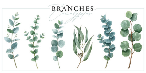 Fototapeta premium Eucalyptus branches isolated on a white background. Vintage painting style illustration.