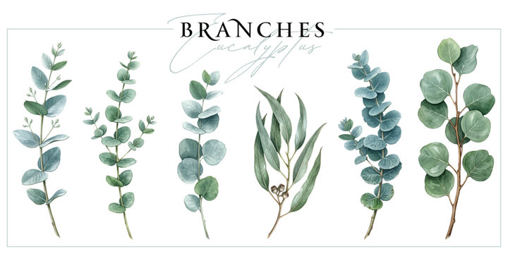 Eucalyptus branches isolated on a white background. Vintage painting style illustration.