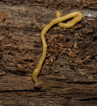 A non-native flatworm (Diversibipalium multilineatum) stretches out its long, thin body and triangular head. These planaria can reproduce through binary fission, and if cut apart regrow into two worms