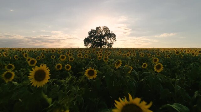 Field of blooming sunflowers and tree on a background sunset.