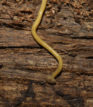 An introduced land planaria (Diversibipalium multilineatum), also known as a flatworm, found under a log in South Carolina.  This species is not native to North America.  