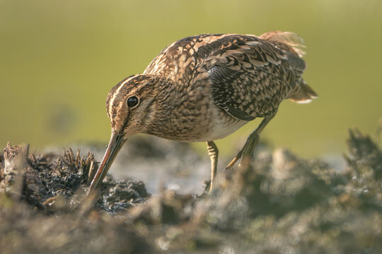 Close-up of a wild Latham's snipe (Gallinago hardwickii) foraging in a muddy swamp, Australia