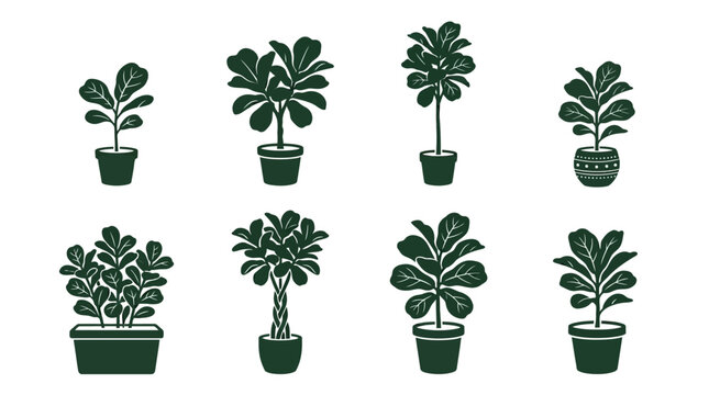 Flat vector icon set featuring six fiddle leaf fig plants: young plant, mature plant, tall indoor tree, compact planter, braided trunk, decorative ceramic pot