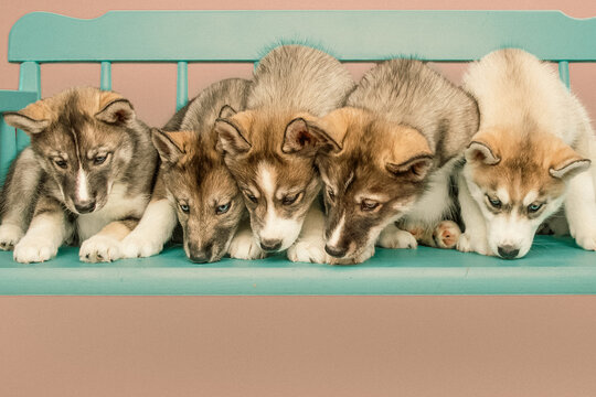 Close-up of five Siberian husky puppies sitting side by side on a wooden bench