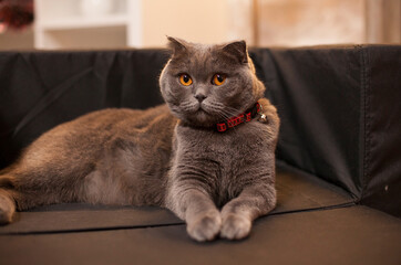 Scottish Fold lies proudly in her bed during Christmas, creating a cozy holiday pet portrait with festive home decor and warm seasonal atmosphere. © DC Studio