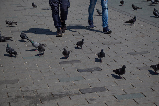 Close-up of two people walking along the pavement amongst a flock of pigeons