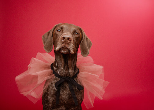 Close-up portrait of a curious liver coloured German shorthaired pointer dog sitting wearing a cape in front of a red background