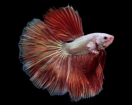 Close-up side view of white and orange Betta Fish against a black background