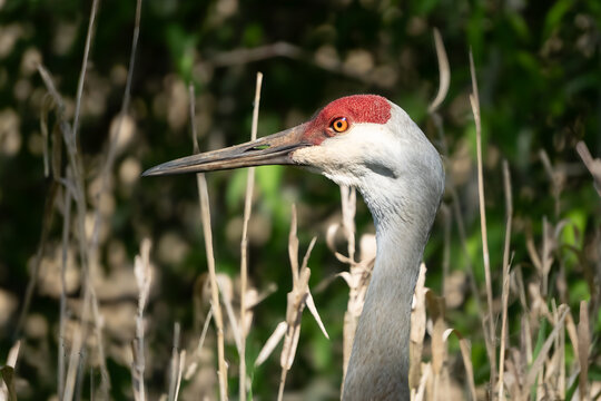 Close-up side view of a Sandhill Crane's (Antigone canadensis) standing in long grass, British Columbia, Canada