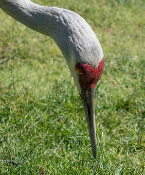 Close-up side view of a Sandhill Crane's (Antigone canadensis) head foraging in the grass for bugs, British Columbia, Canada