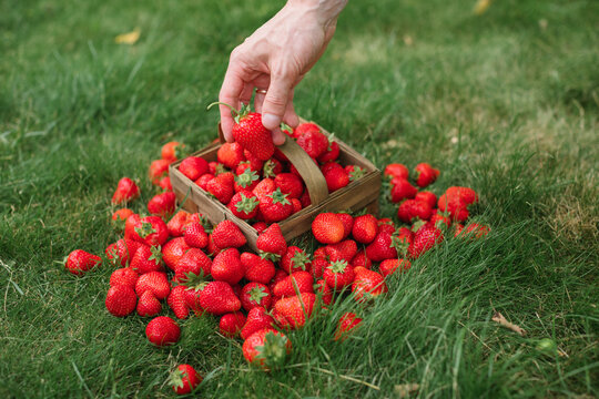 Close-up of a man's hand reaching for a strawberry from a punnet of ripe strawberries on a summer day